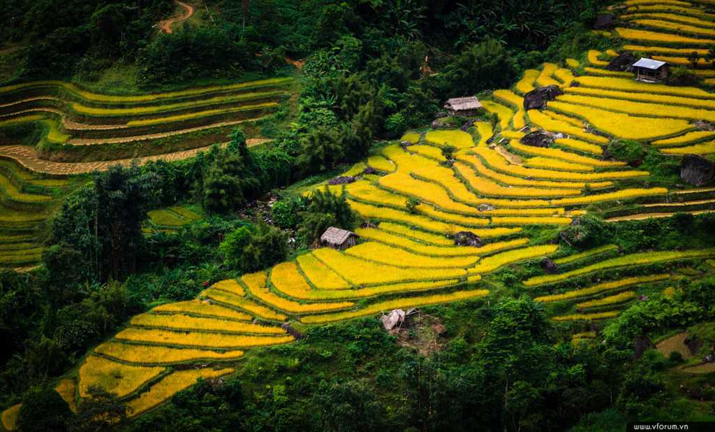 Toan Nong