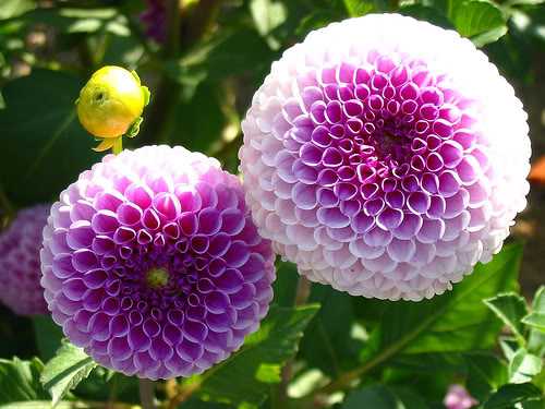 Hoa Beauty
