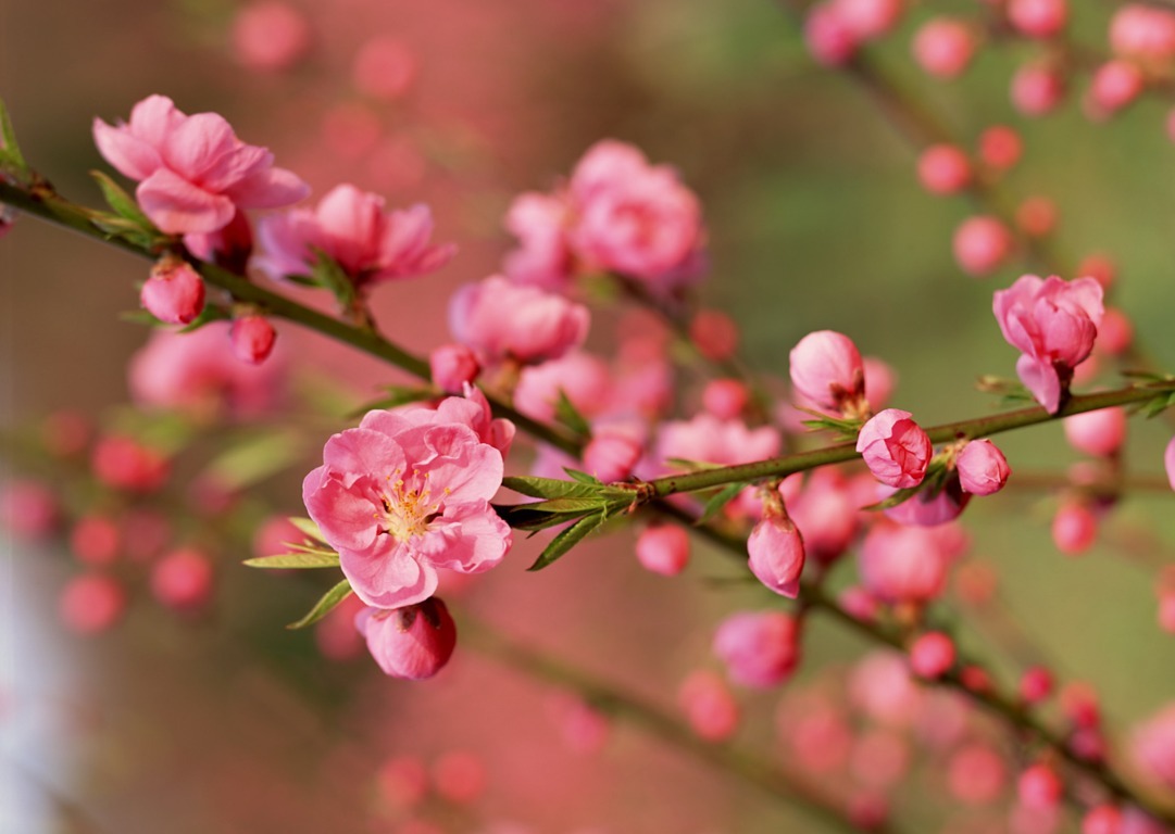 Cách Chọn Hoa Đào Cho Ngày Tết | Hoatuoivannam.com