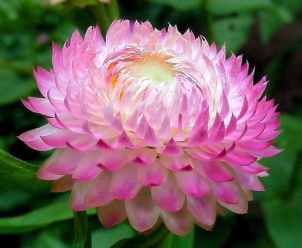 Hoa Bất Tử - Loài Hoa Tượng Trưng Cho Tình Yêu Vĩnh Hằng
