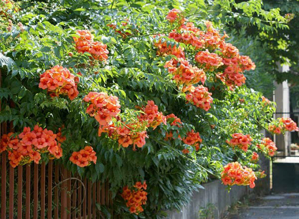 Hoa Đăng Tiêu và Những Công Dụng Đặt Biệt Trong Cuộc Sống