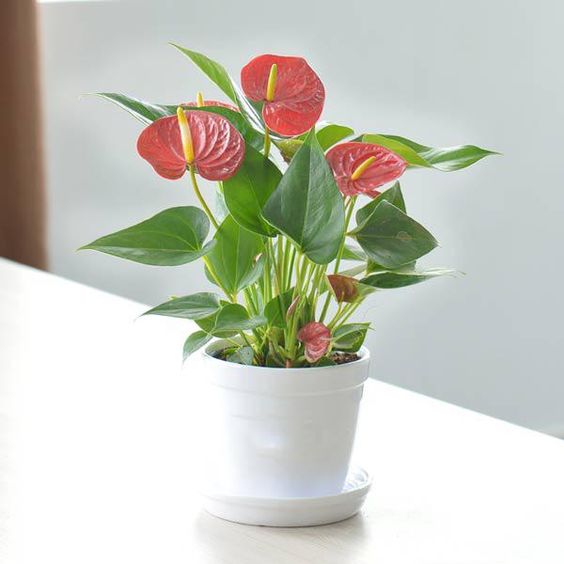 Hoa Hồng Môn - Nguồn Gốc và Cách Chăm Sóc - Hoatuoivannam.com
