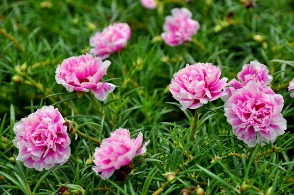 Hoa Mười Giờ - Nguồn Gốc và Cách Chăm Sóc - Hoatuoivannam.com