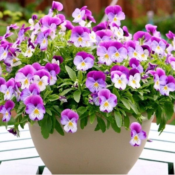Hoa Păng Xê và Sự Tích Về Nó Ít Ai Biết Đến - Hoatuoivannam.com