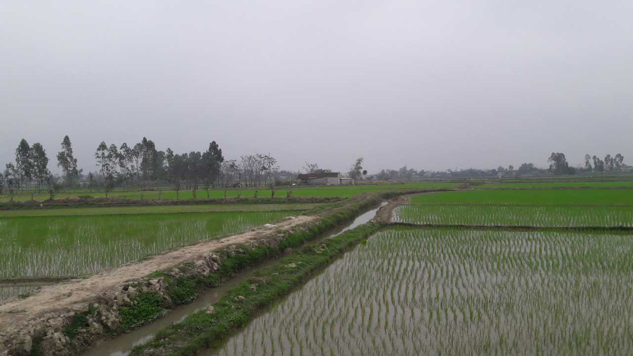 Linh NguyenCong