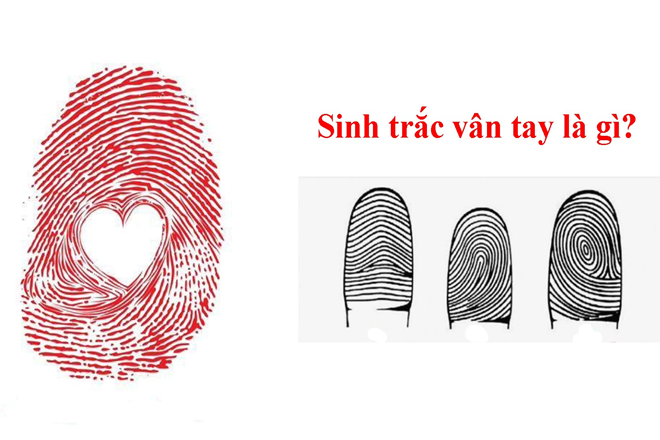 Sinh trắc học dấu vân tay là gì , vì sao nên làm sinh trắc vân tayChuyên gia tư vấn kiến thức tài chính kinh doanh