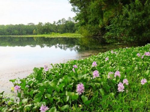 Hoa Lục Bình { Bèo Tây } Ý nghĩa của Hoa Lục Bình - Misshoa