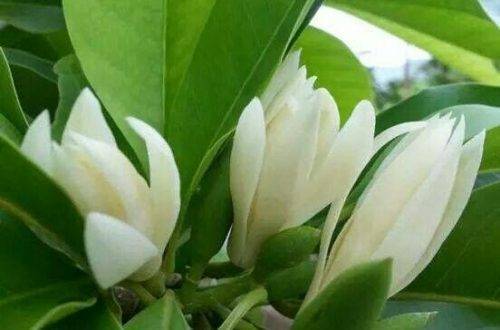 Tìm hiểu về Ý nghĩa của Hoa Ngọc Lan - Misshoa.com