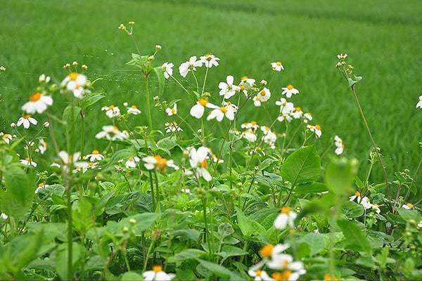 Ý nghĩa Hoa Xuyến Chi và vâu chuyện đầy cảm động - Misshoa