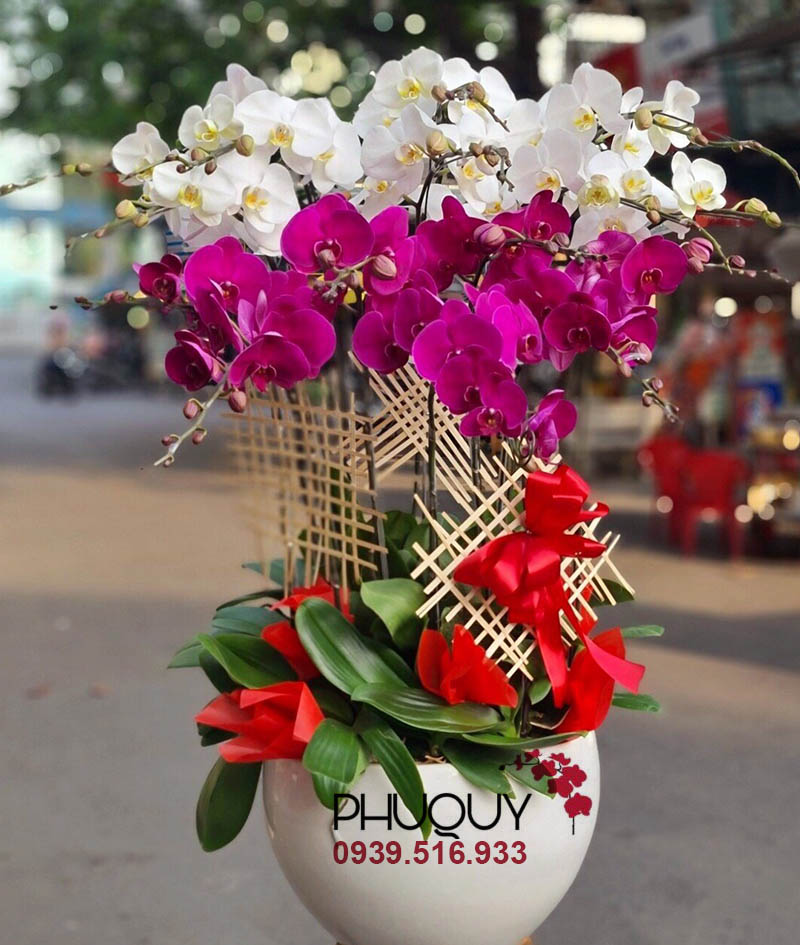 Chậu lan hồ điệp trắng tím kết hợp– Thịnh Phát 16a - Ms:3139 - Hoa lan Hồ Điệp - HOA LAN PHÚ QUÝ