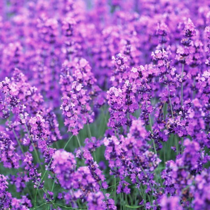 Ý nghĩa Hoa Oải Hương ( Lavender ) - Hoa tươi Misshoa