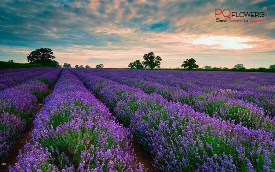 Review Van Thanh Flower Village - Da Lat, Vietnam - Send Flowers & Gifts online to Vietnam | Flower Delivery in VietNam | Phu Quy Flowers