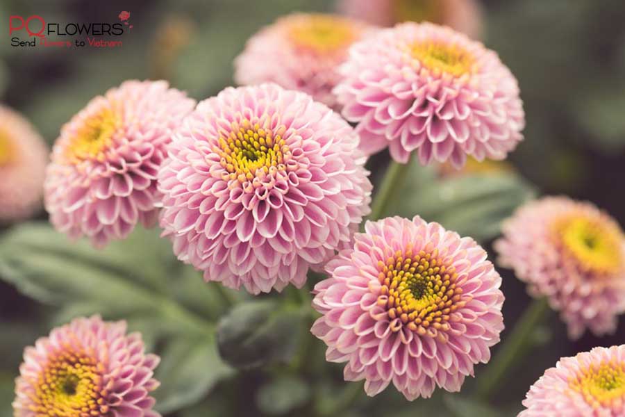 The story of Calimero flowers - Send Flowers & Gifts online to Vietnam | Flower Delivery in VietNam | Phu Quy Flowers