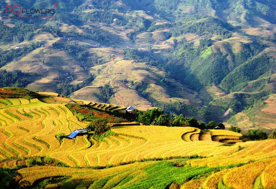 Lao Cai Flower shop - Flower Delivery in Lao Cai - Send Flowers & Gifts online to Vietnam | Flower Delivery in VietNam | Phu Quy Flowers