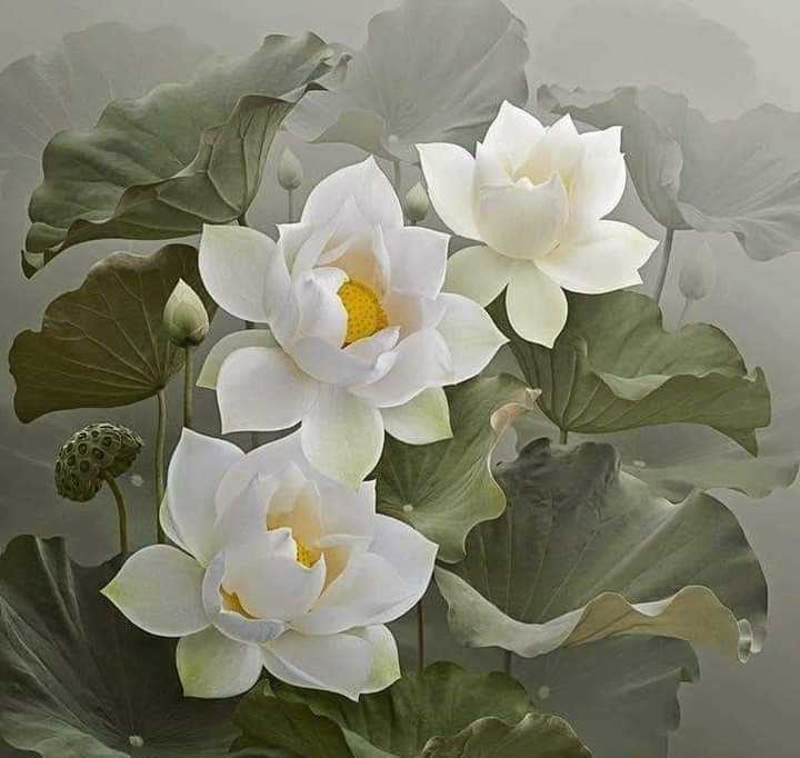 Tung Ly Phuoc
