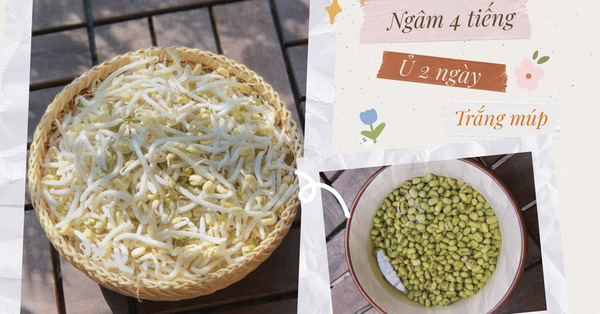Cách làm giá đỗ không cần tưới, thân mập trắng, ăn ngọt