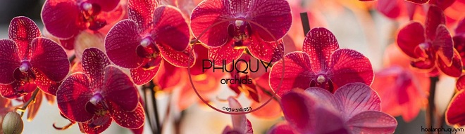 Hoa lan Phú Quý – Cửa hàng lan hồ điệp uy tín tại Đà Nẵng - Đà Nẵng Online