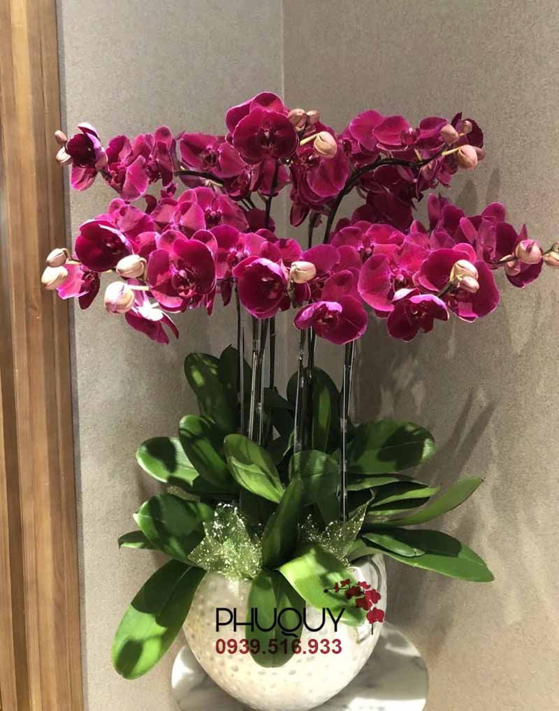 Chậu lan hồ điệp tím - Hồng Phát 10- Ms:5280 - Hoa lan Hồ Điệp - HOA LAN PHÚ QUÝ