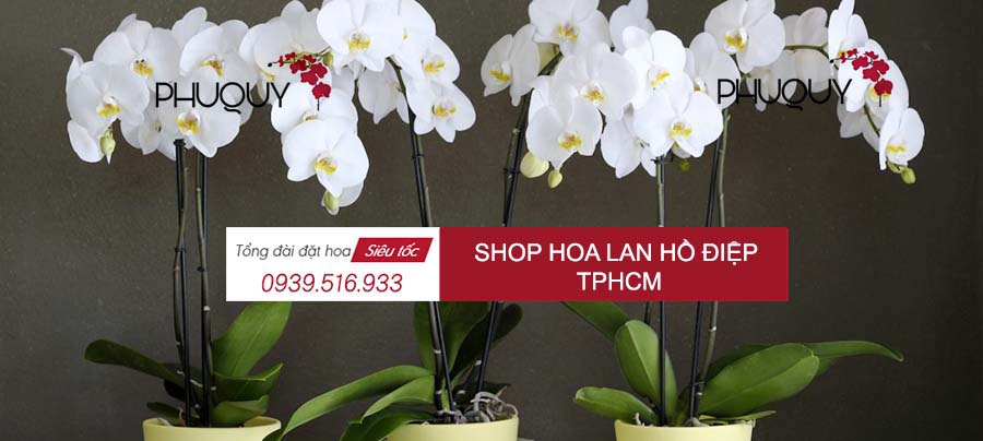 Dịch vụ đặt hoa tại shop hoa hồ điệp TpHCM - Hoa lan Hồ Điệp - HOA LAN PHÚ QUÝ
