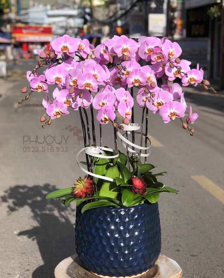 Chậu lan hồ điệp tím – Hạnh Phúc An Khang 10 - Ms:5262 - Hoa lan Hồ Điệp - HOA LAN PHÚ QUÝ
