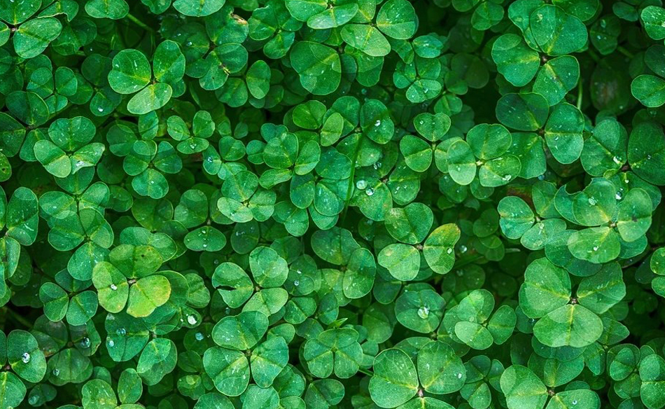 Tìm hiểu ý nghĩa cỏ ba lá- bí mật đằng sau chiếc cỏ ba lá