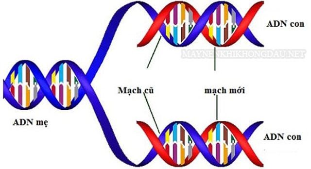 ADN là gì? Quá trình nhân đôi ADN xảy ra như thế nào?