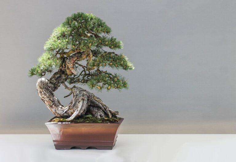 ý nghĩa cây bonsai, 8 loại cây cảnh và hoa trang trí nhà ở