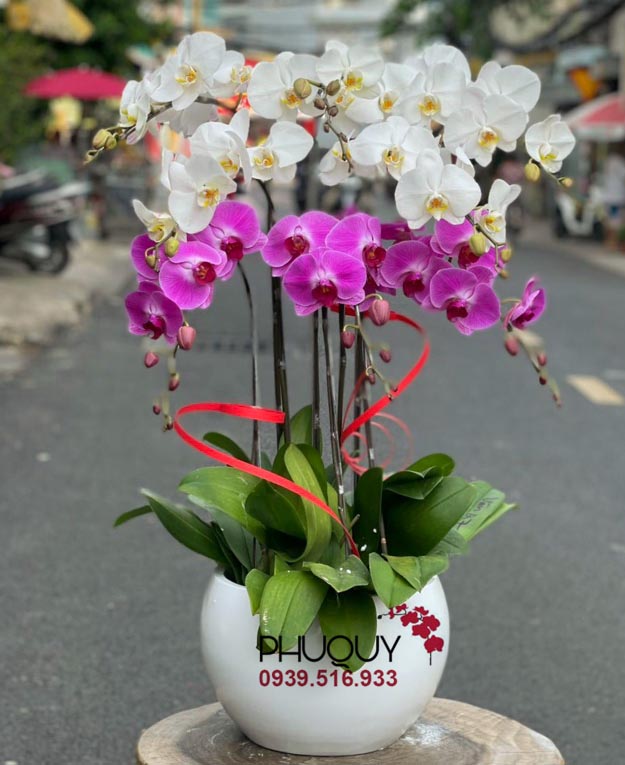 Chậu lan hồ điệp trắng tím kết hợp– Phú Quý Cát Tường 08- Ms:5340 - Hoa lan Hồ Điệp - HOA LAN PHÚ QUÝ