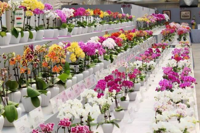 Hoa lan: Món quà hoàn hảo cho mọi dịp