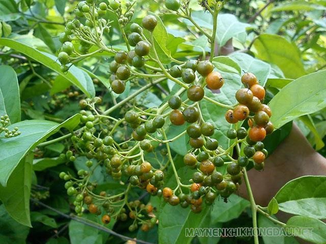 Tác dụng của cây xạ đen là gì? Hướng dẫn cách sử dụng hiệu quả