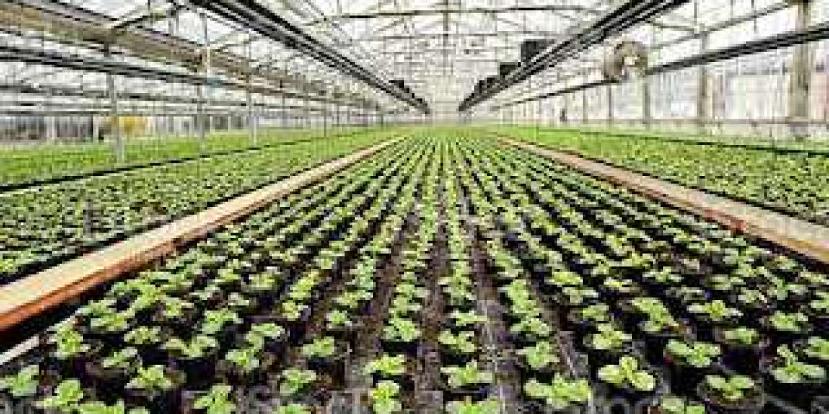 Commercial Greenhouse Market Opportunities, Top Key Players, Target Audience and Forecast to 2028