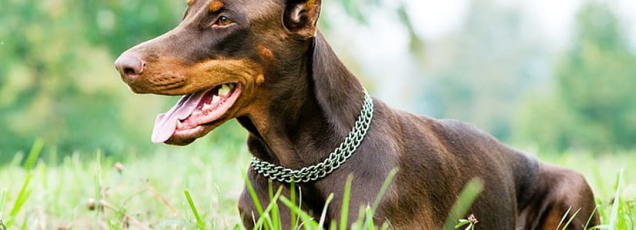 Doggy Wala Pets