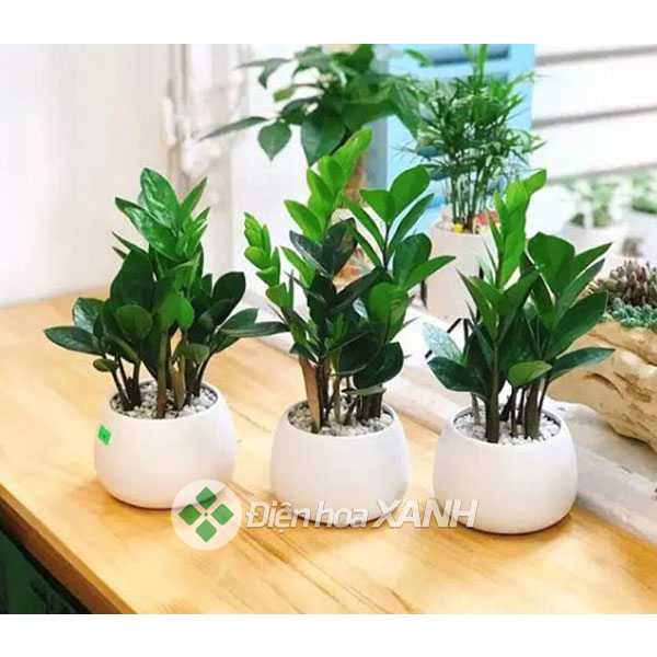 Cây kim tiền tặng khai trương: 7 mẫu cây kim tiền tặng khai trương đẹp giá rẻ