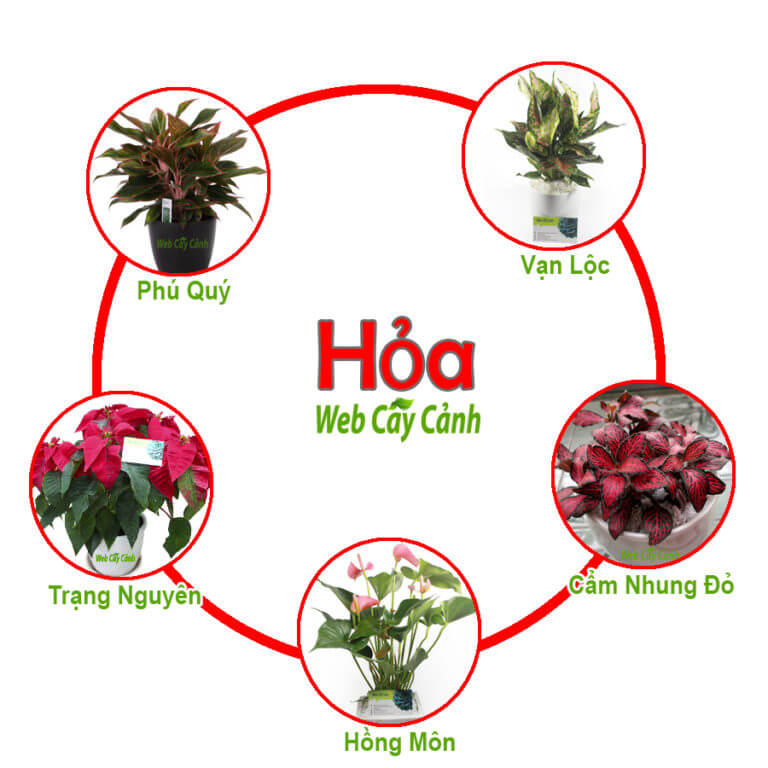 Cây để bàn làm việc hợp mệnh hỏa, 7 loại cây để bàn cho người mệnh hoả