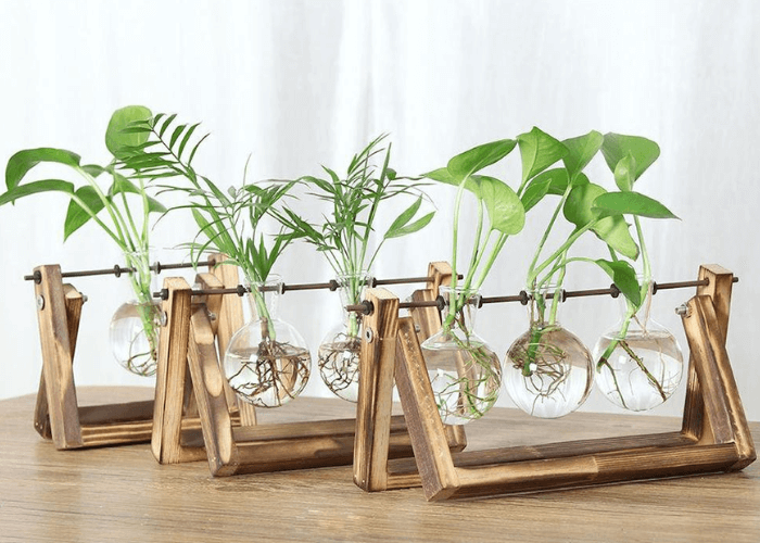 Các loại cây thuỷ sinh|Mua cây thuỷ sinh ở đâu?