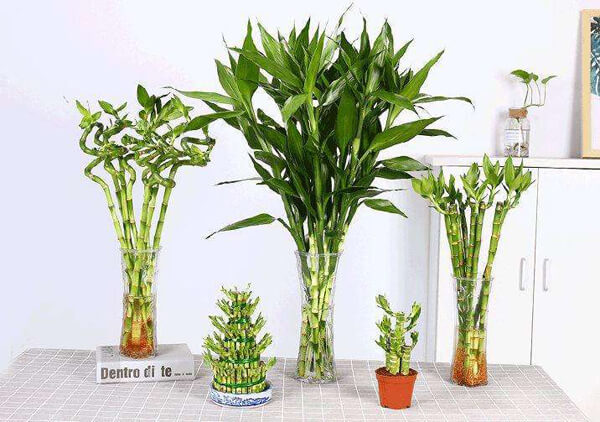 7 cây cảnh để bàn phòng khách|Cách đặt cây cảnh trong phòng khách đem lại may mắn, tài lộc