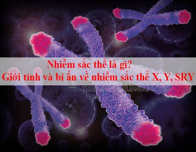 Nhiễm sắc thể là gì? Giới tính và bí ẩn về nhiễm sắc thể X, Y, SRY