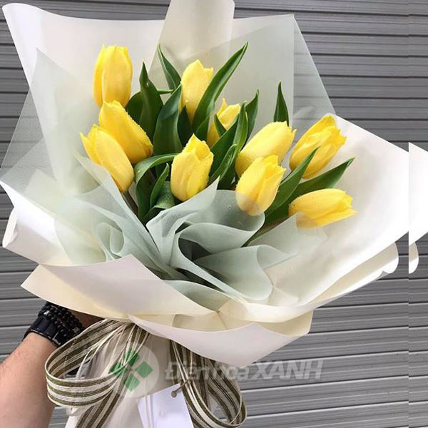 Hoa tulip vàng có ý nghĩa gì, hoa tulip vàng giá bao nhiêu