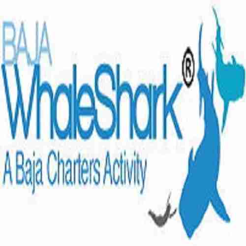 BajaWhale Shark