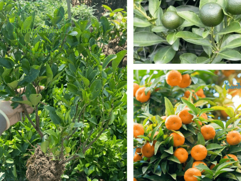 Cây quất giống cây cảnh phong thủy mang lại tài lộc may mắn