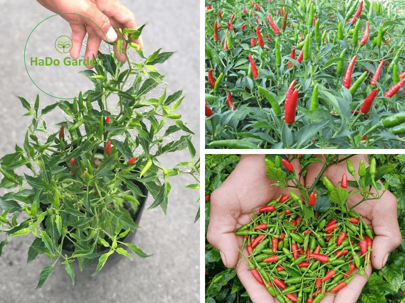 Cây ớt hiểm hương giống cây độc lạ phát triển nhanh trái sai
