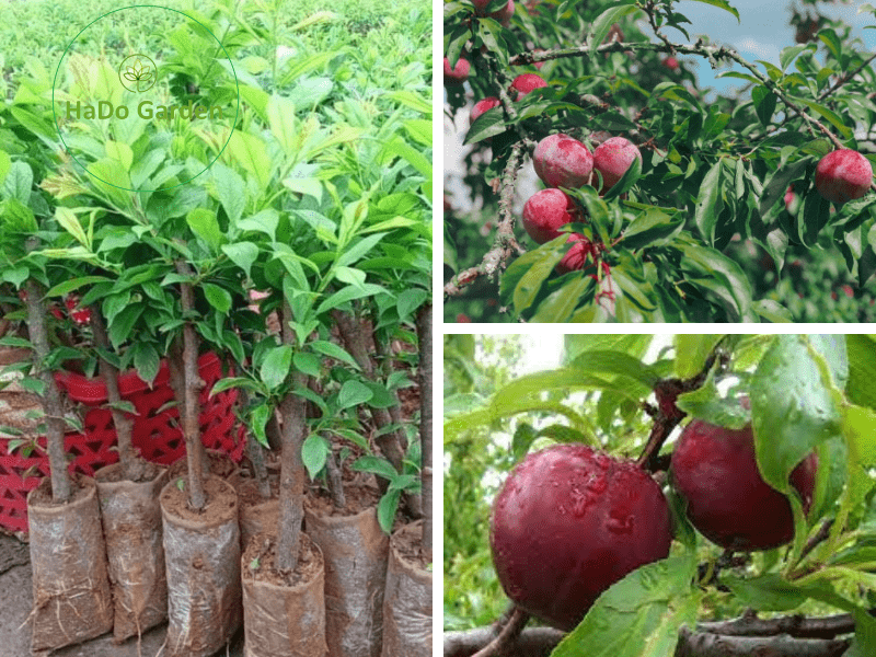 Giống cây mận hậu Mộc Châu đặc sản cao nguyên Sơn La