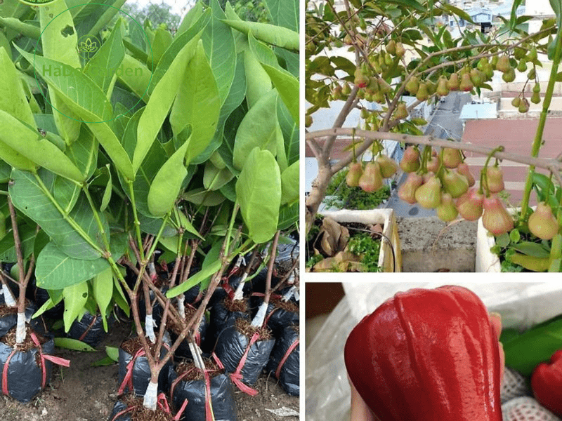 Giống cây roi đỏ Thái Lan mới dễ trồng cho quả quanh năm