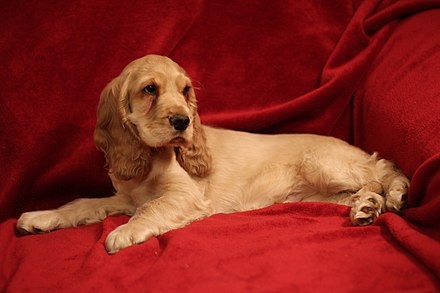 theLord God