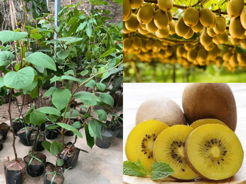 Giống cây kiwi lùn nhập khẩu siêu trái cho quả quanh năm