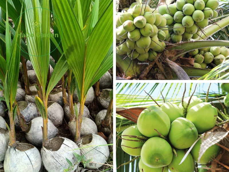 Cây giống Dừa Sáp lùn ruột đặc cho quả sau 6 tháng trồng