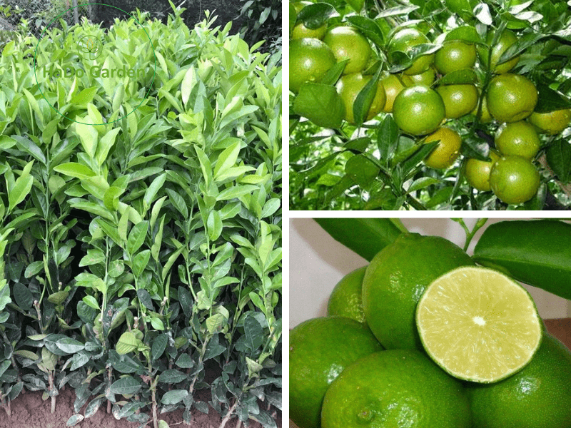 Giống cây chanh tứ quý thế hệ mới cho quả quanh năm