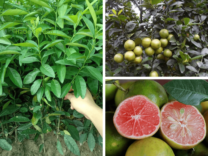 Cây giống chanh đào chuẩn giống dễ trồng được ở nhiều nơi