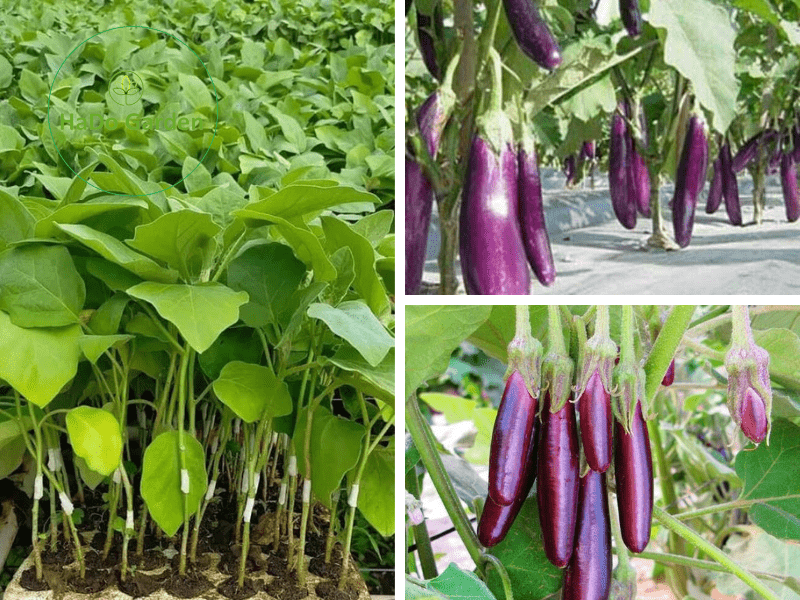 Giống cây cà tím siêu trái cho quả ngay sau 4 tháng trồng