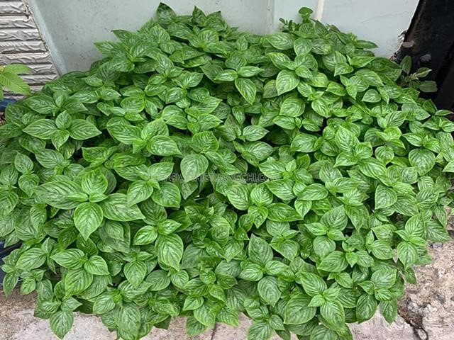 Cây lá cẩm là gì? Công dụng và cách nấu xôi lá cẩm